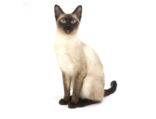 Siamese Cat Breed Information Purina
